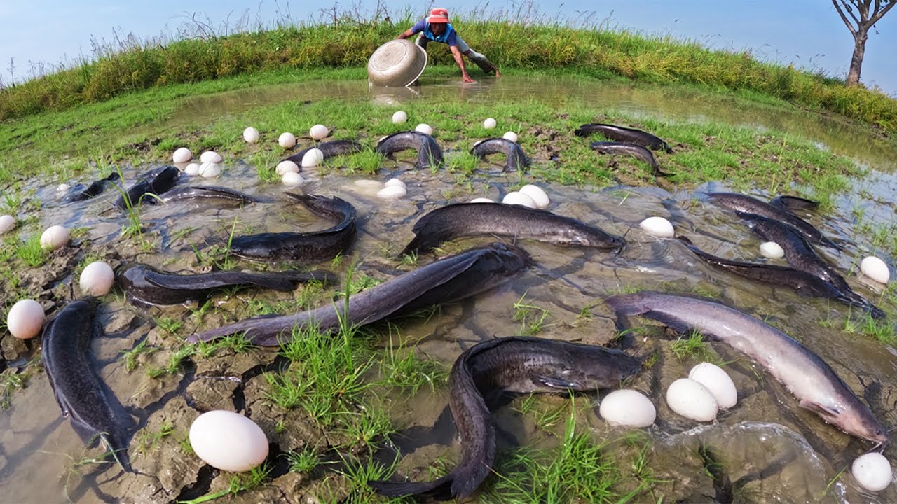 Skills Fishing! catch a lot of fish and pick duck eggs in water after rain by best hand