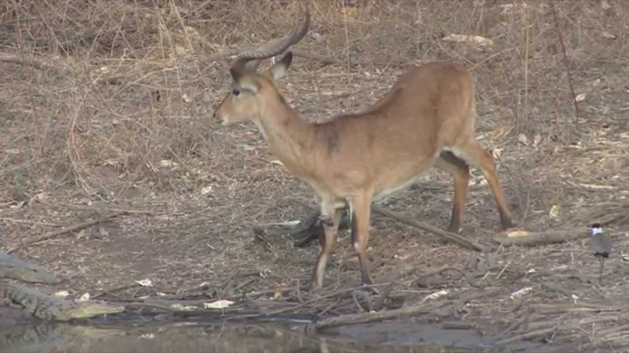 Buffons Kob (Kobus kob kob)