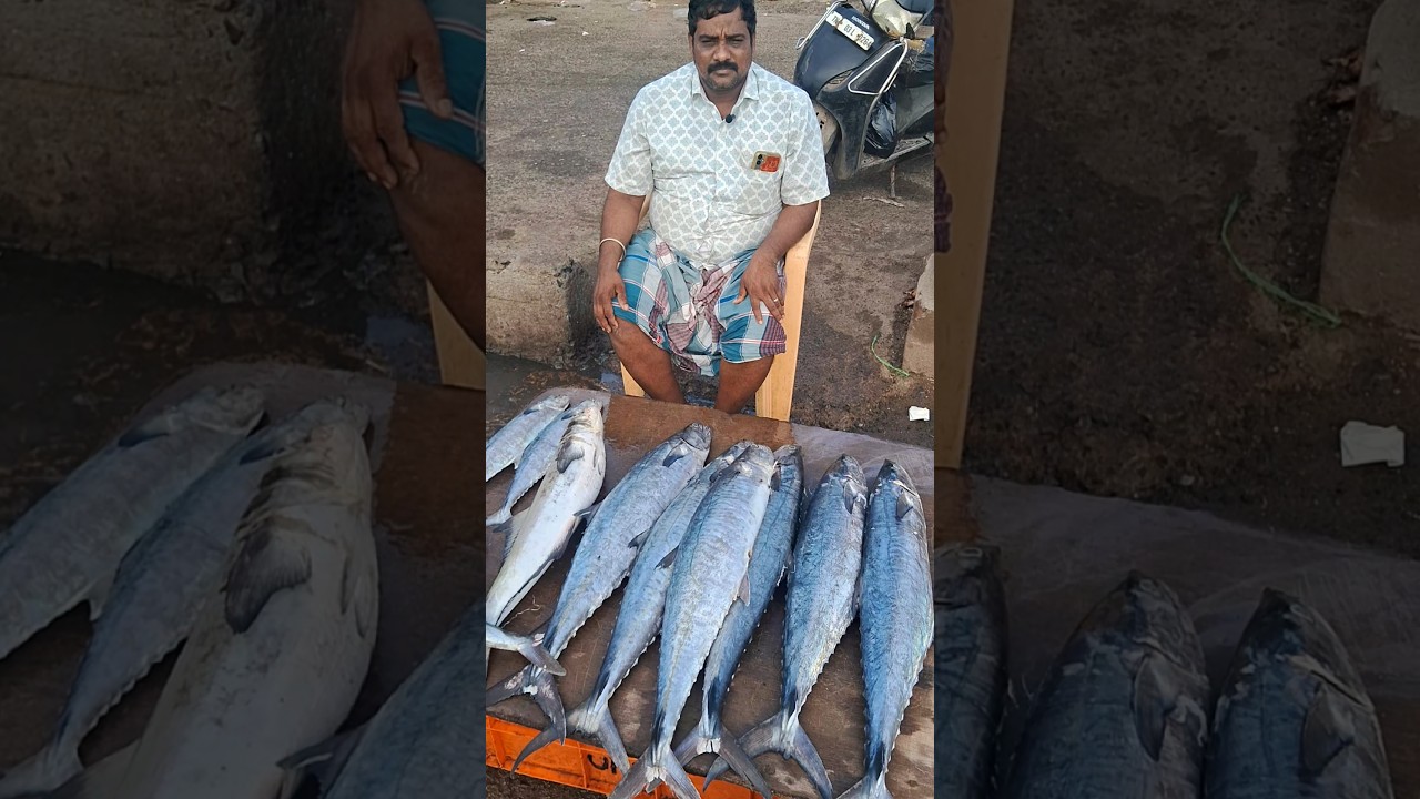 💥🐠 Kasimedu Biggest Fresh Vanjaram fish very low price | Kasimedu fish market 