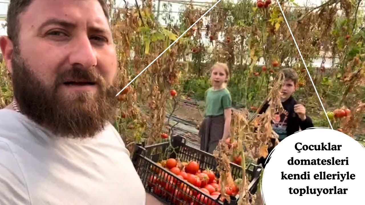 ÇOCUKLAR BABAYLA BİRLİKTE DOMATES TARLASINDA DOMATES TOPLADI 🍅 #99