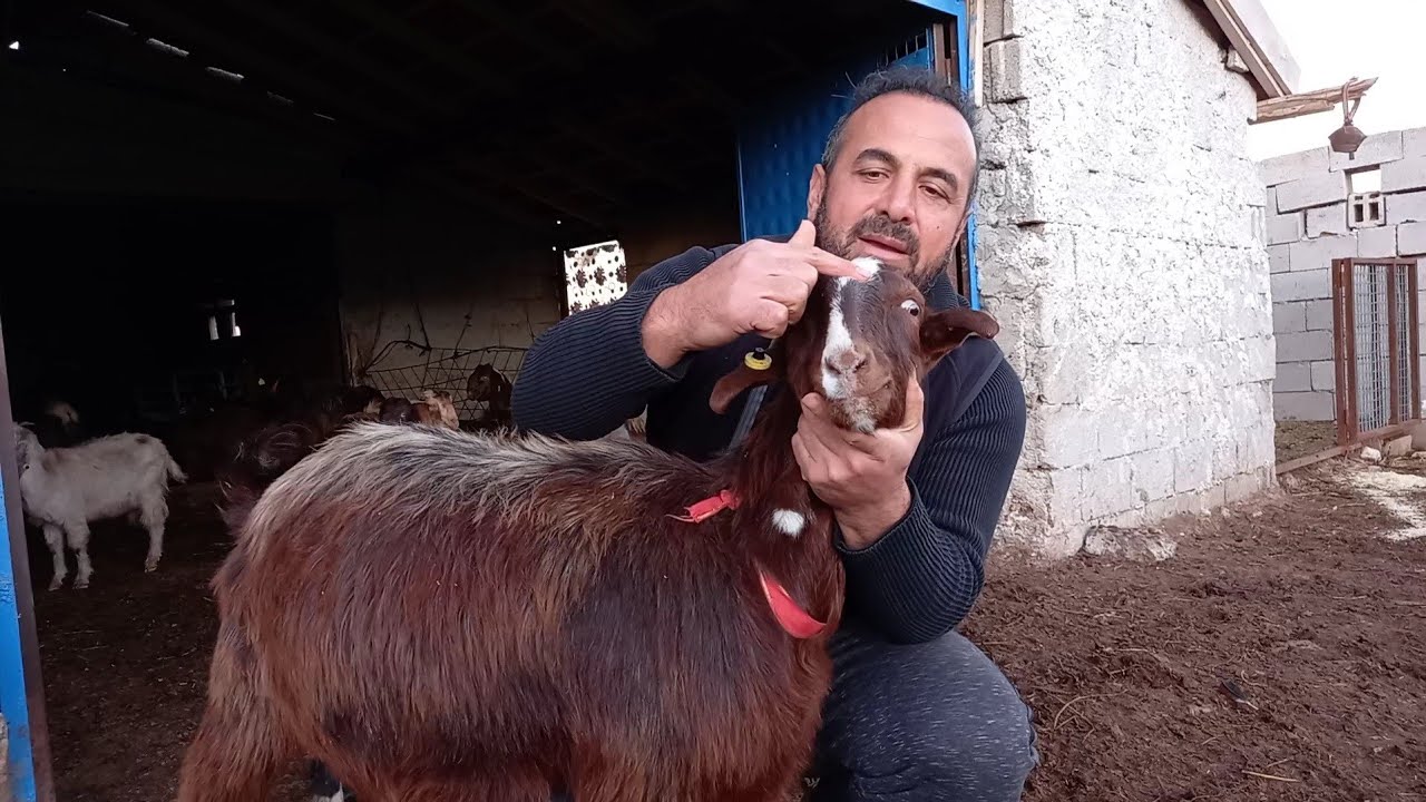 Halep Keçisi -Halep Şami Keçisi Arasındaki Farklar