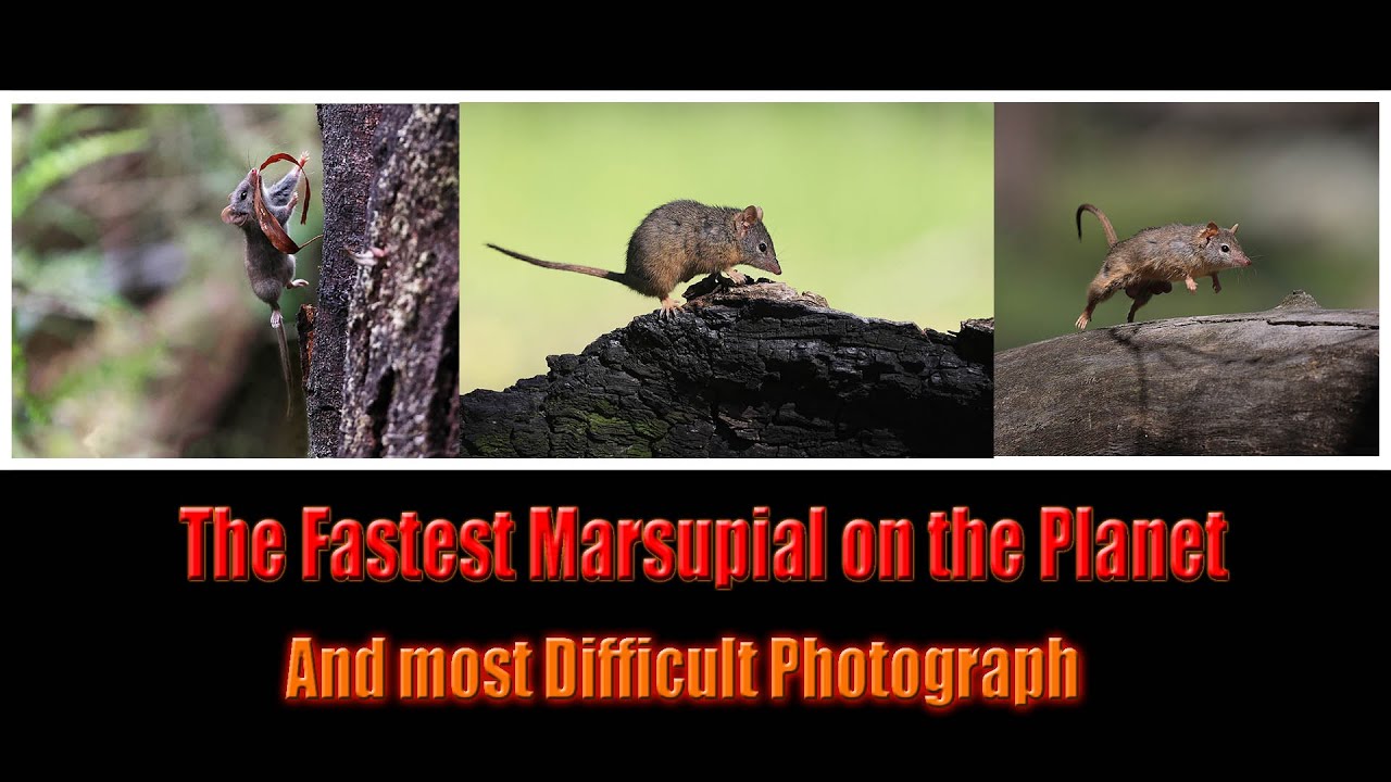The Fastest Marsupial on the Planet : High Speed Action Photography