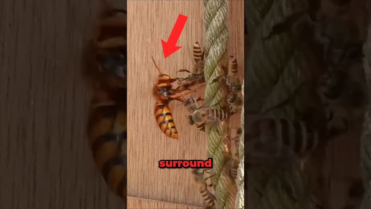 Giant Hornet vs Japanese Honeybees!