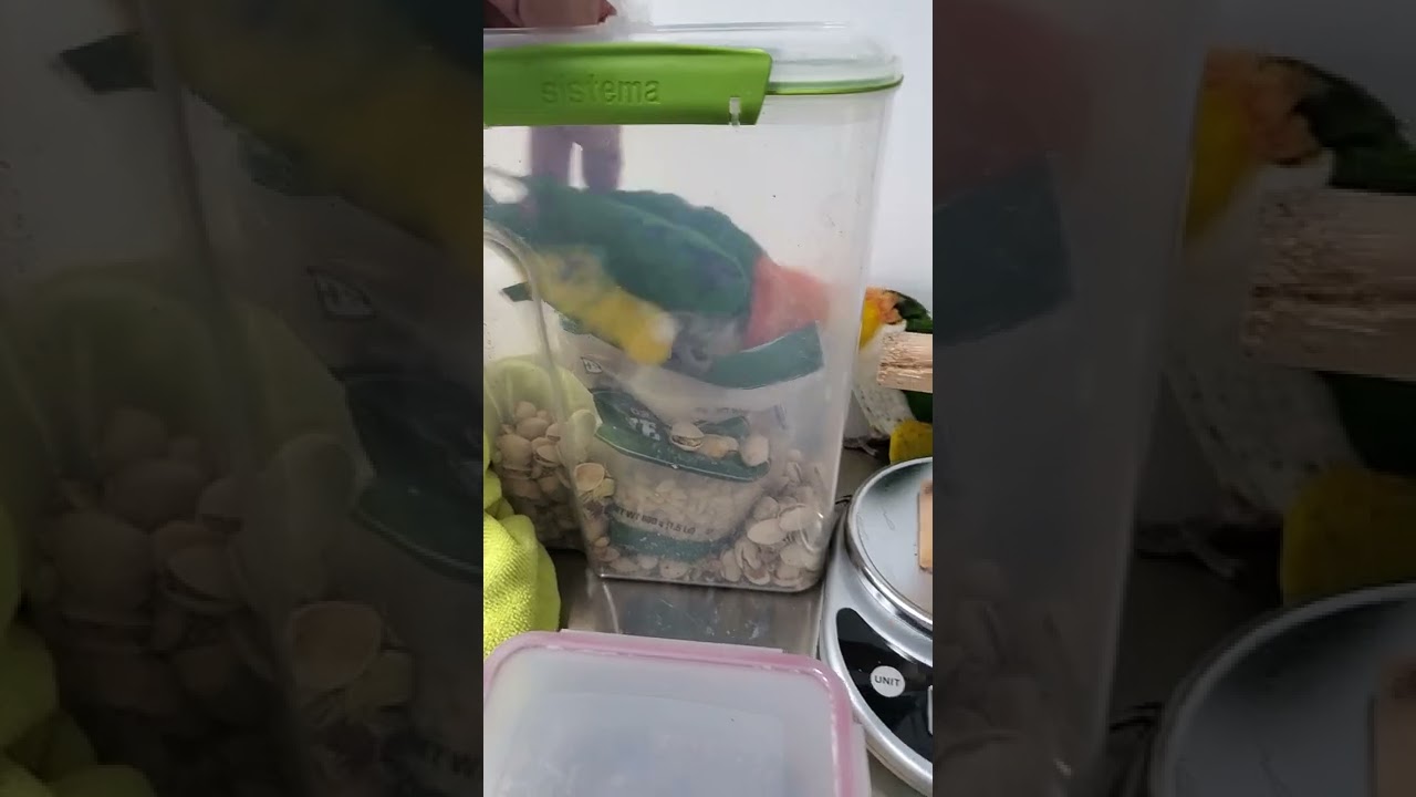 Keeping our Parrots fresh 🤣🤣🤣