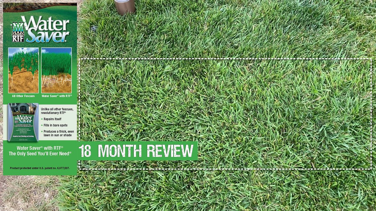 Обновление по тестовому участку газона RTF Water Saver: 18 месяцев спустя