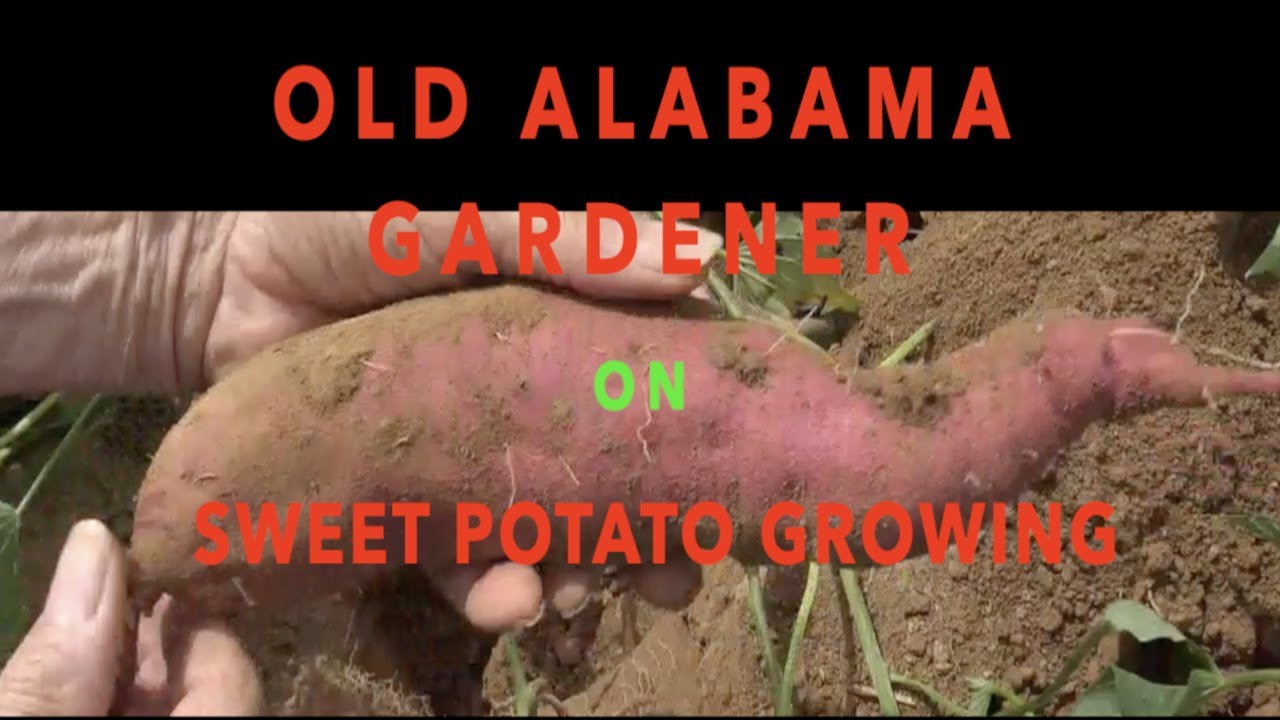SWEET POTATO - 