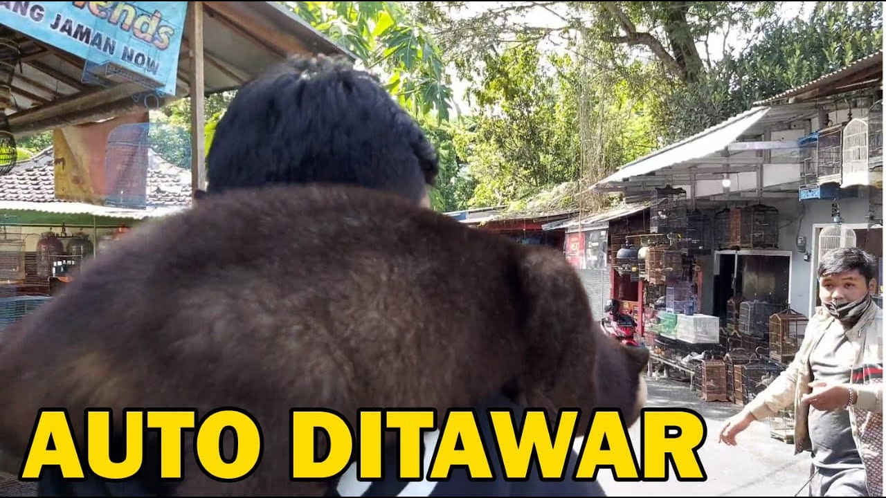 BAWA MUSANG JINAK KEPASAR HEWAN