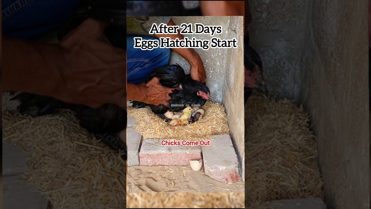 Eggs Hatching Process #aseel #chicken