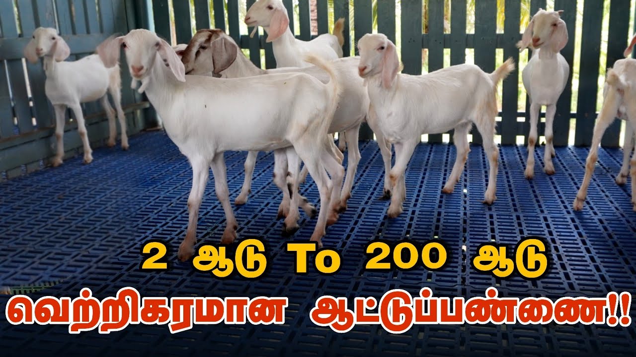 2 டூ 200 ஆடுகள் 5 ஆண்டுகளில் | Successful Goat farm Erode