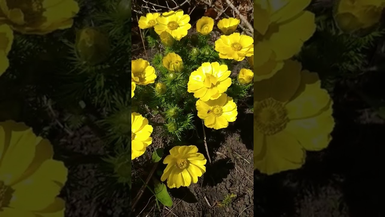 Адонис цветет на даче #адонис #дача #цветы #flower #flowering #garden #gardening #plants #flowers