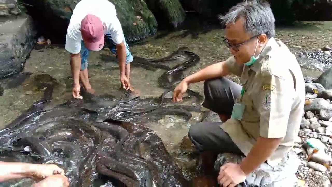 WISATA ALAM : IKAN SIDAT DESA LARIKE KEC LEIHITU BARAT MALUKU