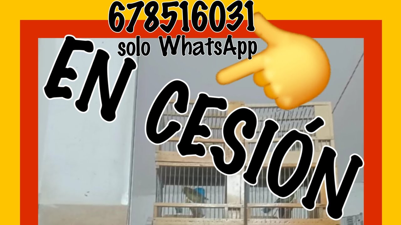 En cesión,cascabel en Genética🩸