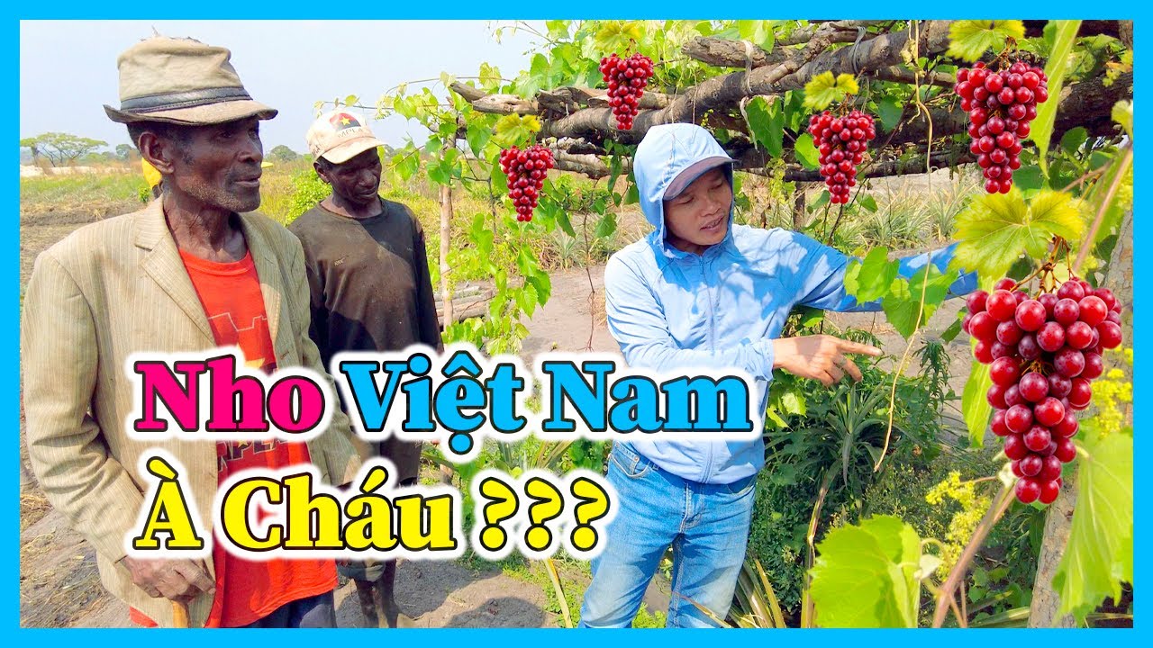 H&ugrave;ng Kaka II B&aacute;c Muốn Ăn Thử Quả Nho Việt Nam Ch&aacute;u &Agrave;, Người D&acirc;n Đ&atilde; Tự L&agrave;m Hết Tất Cả !