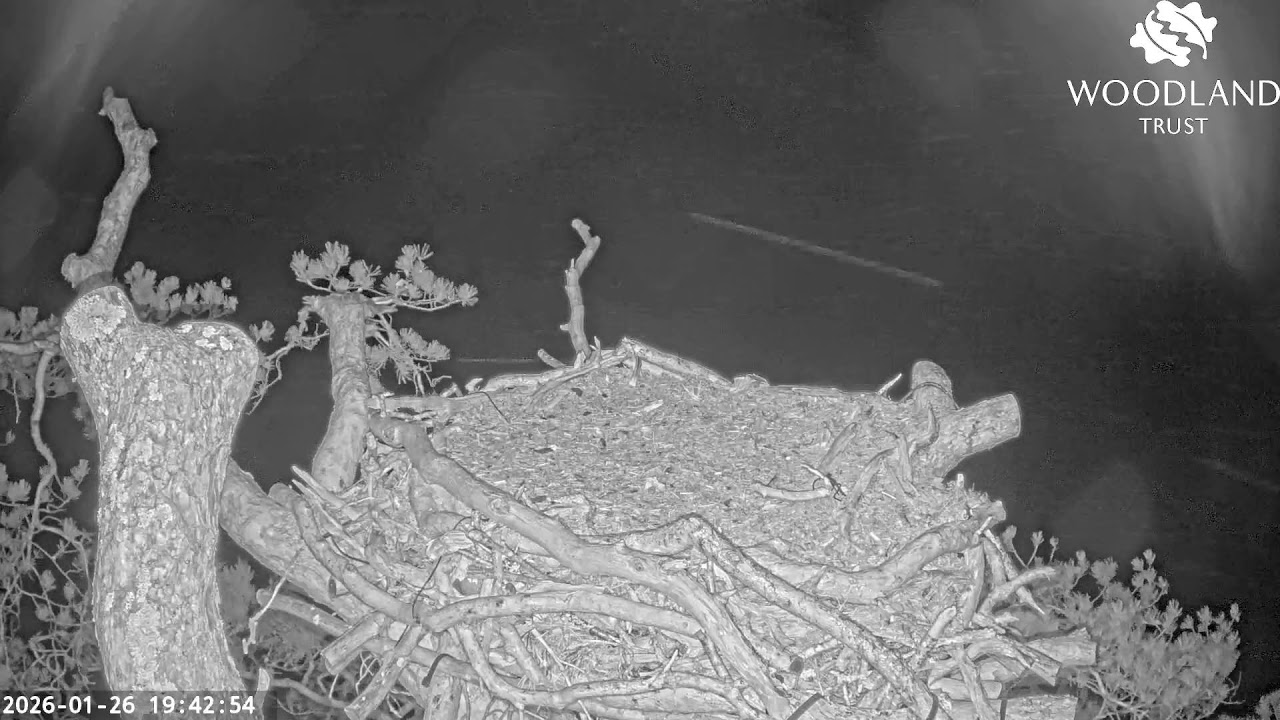 Loch Arkaig Osprey Camera 2