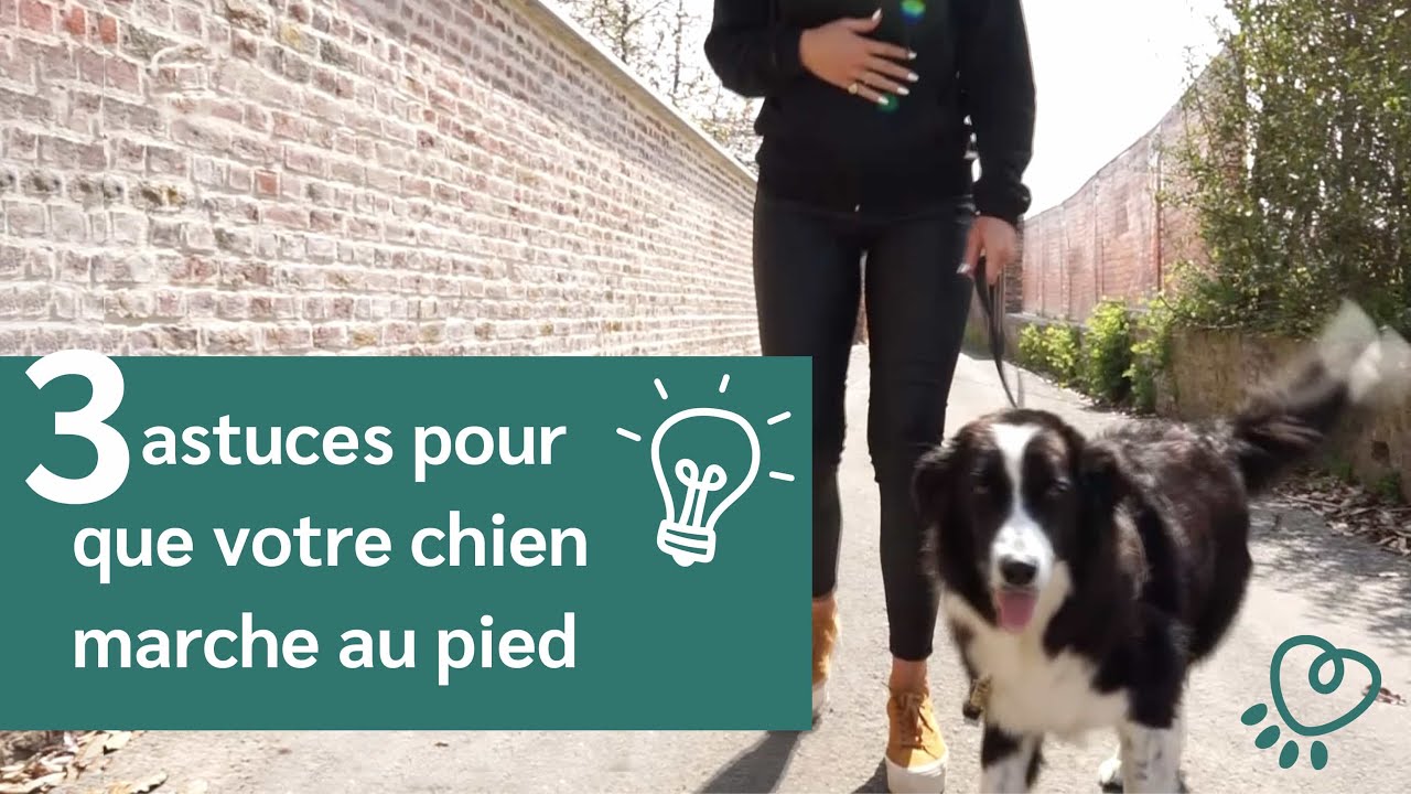 Comment apprendre à son chien à ne pas tirer en laisse