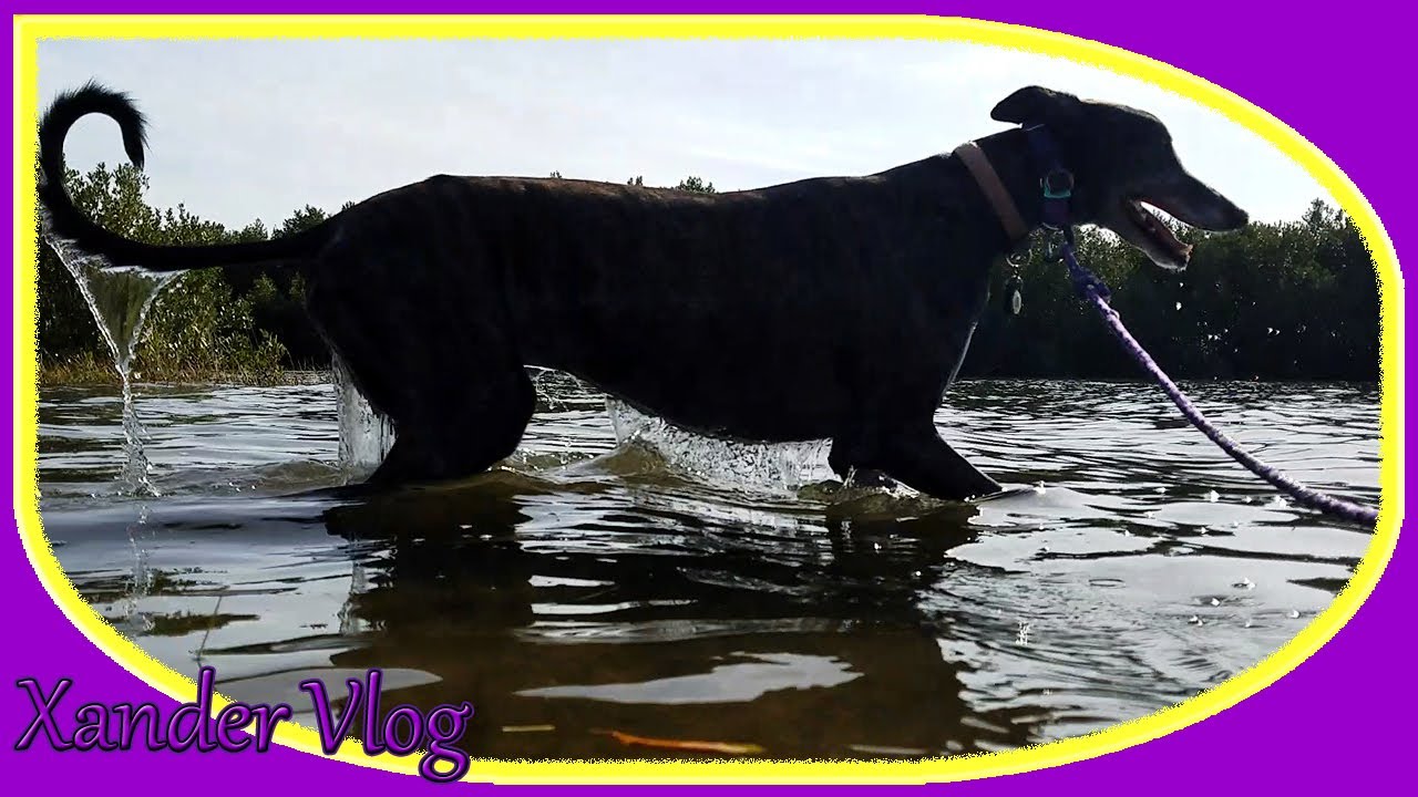 Xander Greyhound out on the town | Crystal River, FL | Life with a retired racing Greyhound
