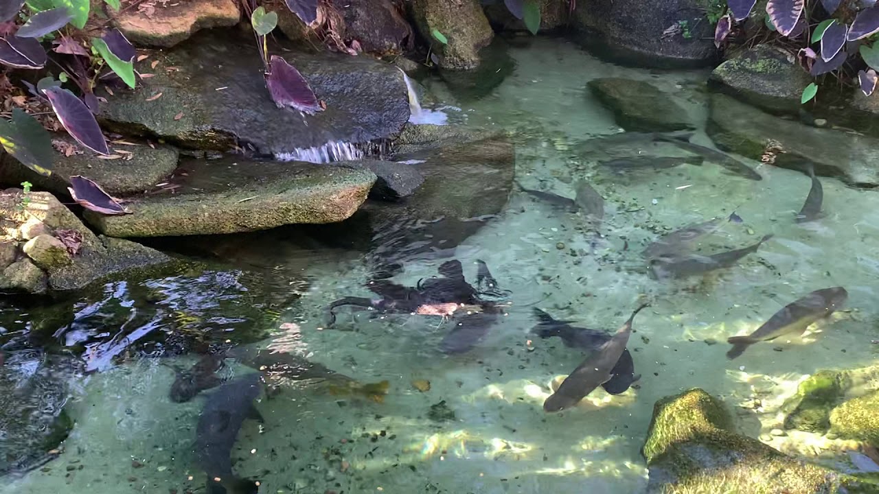 Lago de peixes de rio dentro de casa
