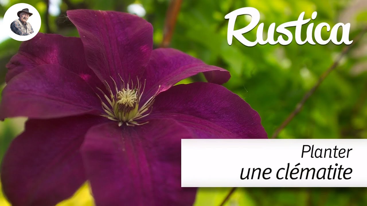 Planter une clématite