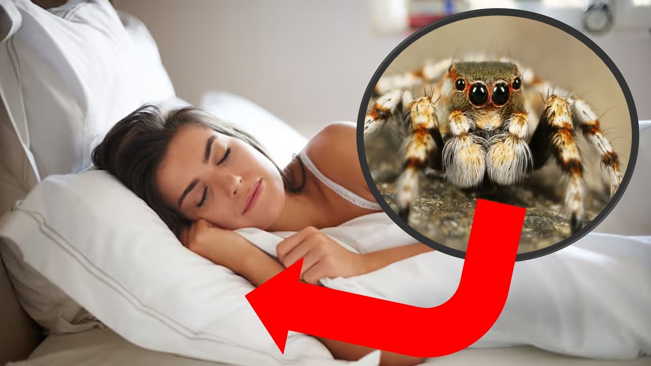 Arañas mas 😵PELIGROSAS💀😈 (Que podrias ver en tu casa) 