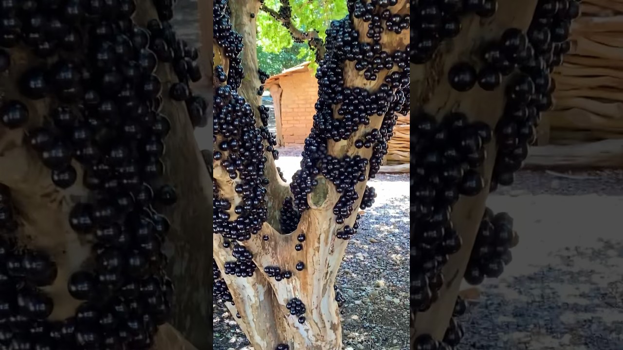 Grape trees from Brazil are suitable for planting in Indonesia #grapetree #brazilgrapes