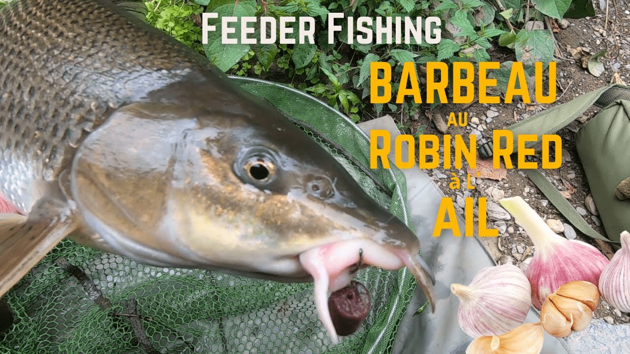 Pêche du BARBEAU au Robin Red pellet à l'ail | Pêche du barbeau au feeder sur l'Ourthe
