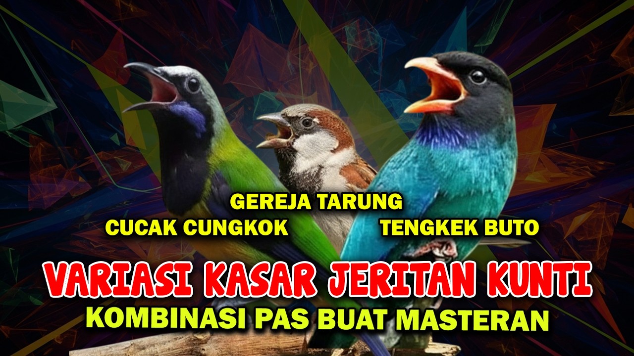 MASTERAN VARIASI KASAR JERITAN CUCAK CUNGKOK KUNTI VS GEREJA TARUNG & TENGKEK BUTO