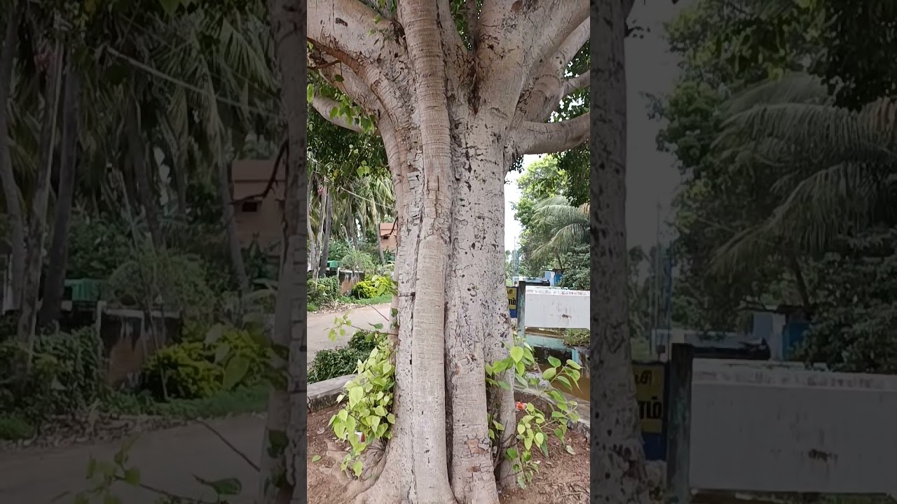 PEEPAL TREE-BODHI SATVA TREE-ARASA MARAM (FICUS RELIGIOSA)SEEDS Ficus religiosa, the Sacred Fig Tree