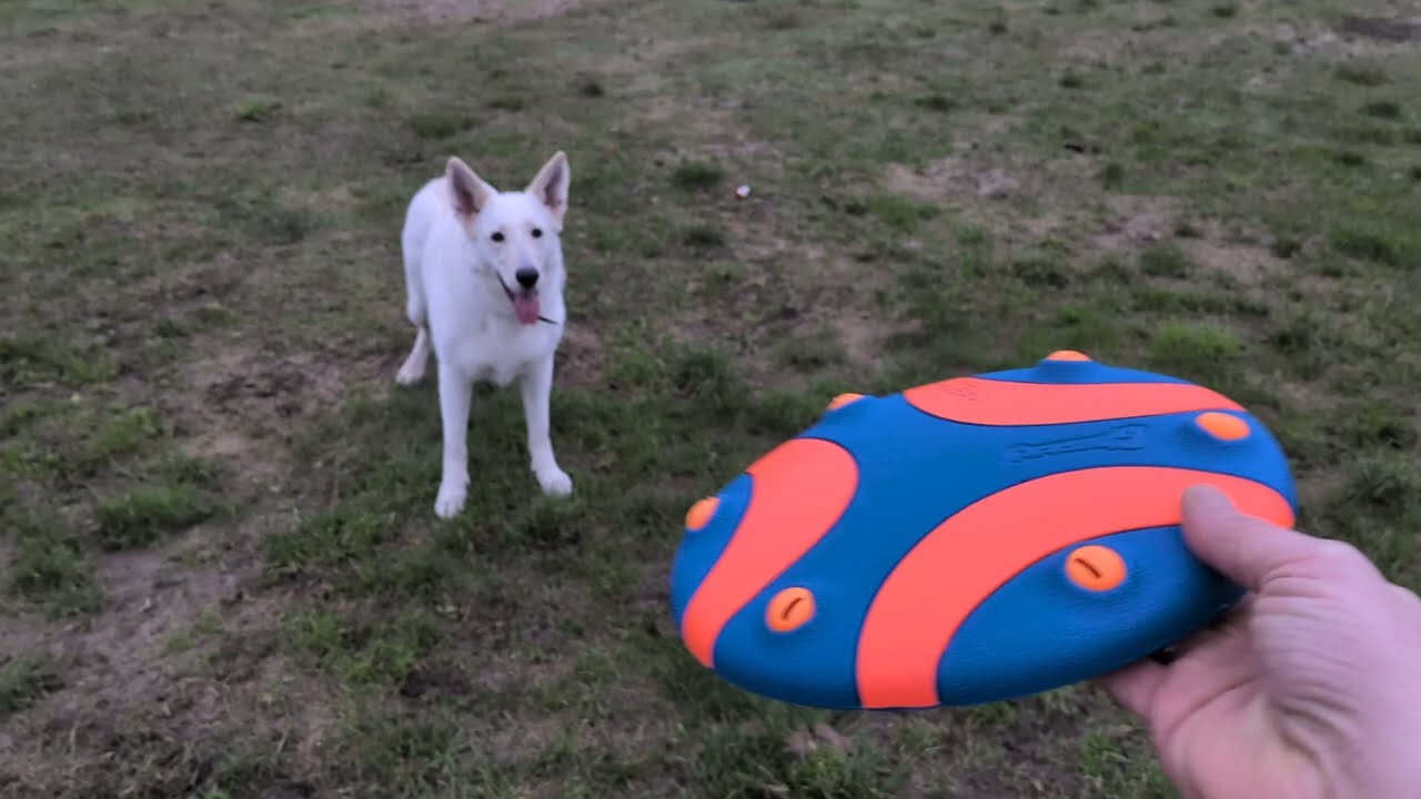 Chuckit Whistle Frisbee - Grote frisbee met leuk geluidje