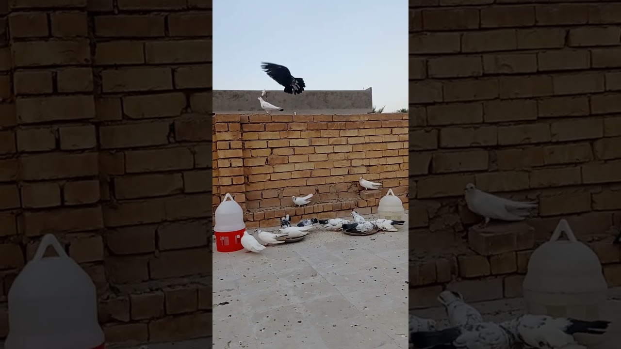 معلومات مهمه جدا  عن  تربيه  طيور  الحمام  في  فصل الصيف