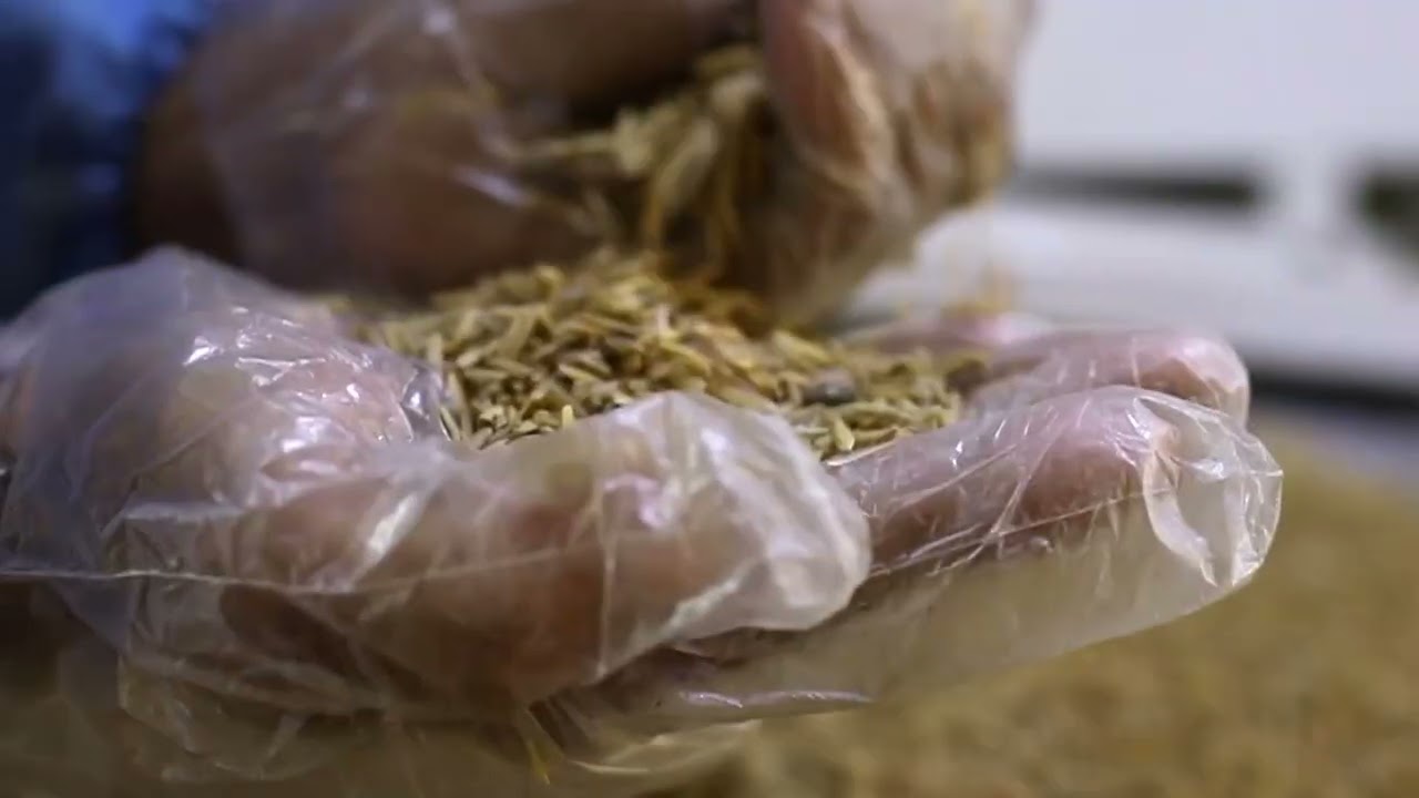 Milling of Rice | Lalbaba Rice