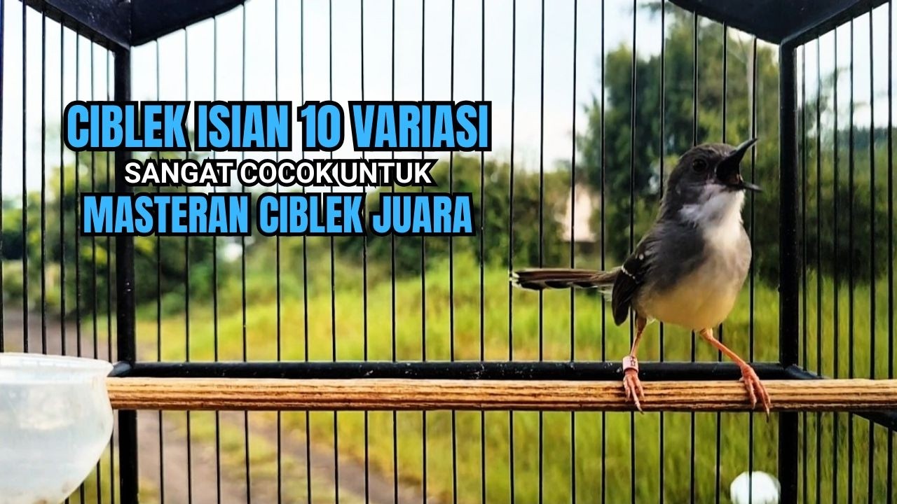 burung CIBLEK GACOR NGEBREN untuk Pancingan Ciblek Semi bahan jadikan ciblek kristal gacor