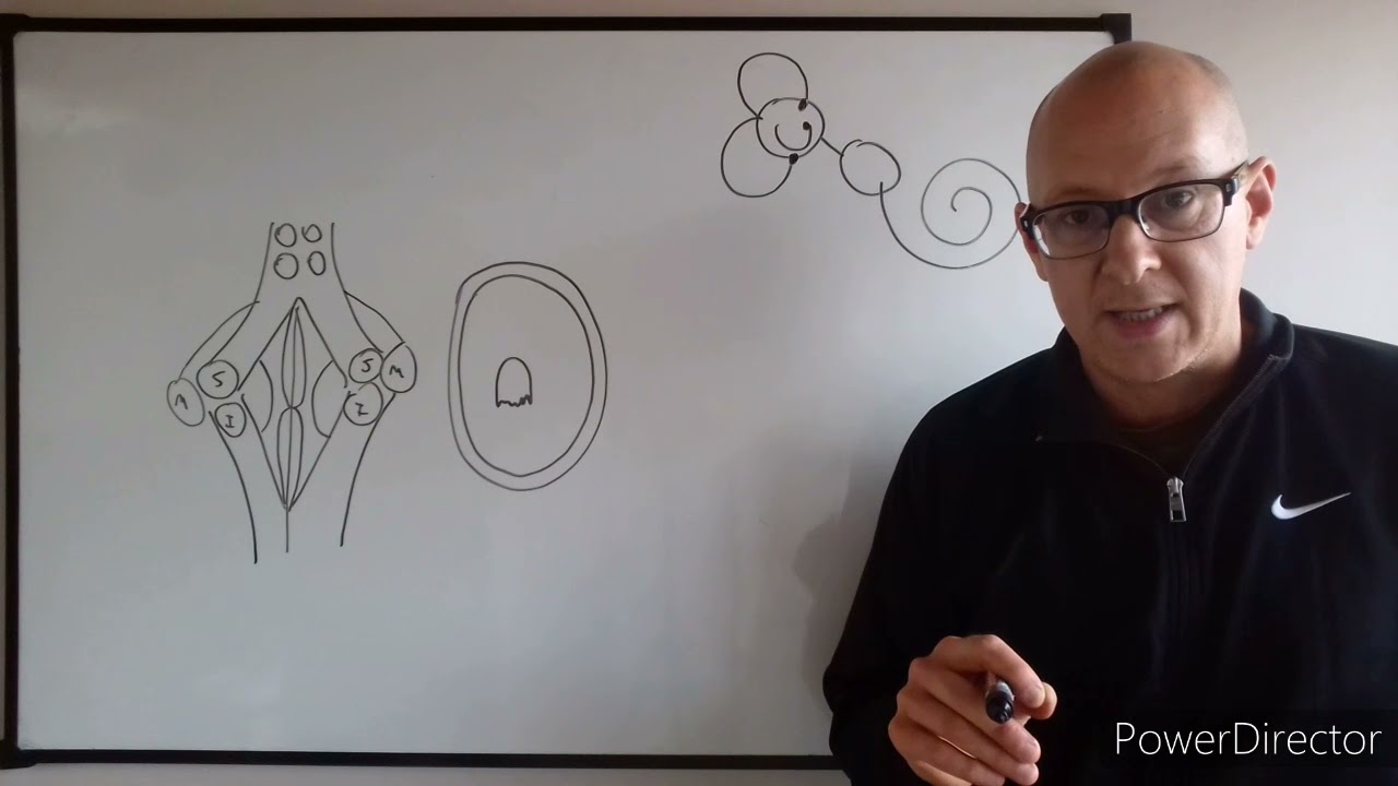 Teórico de sistema nervioso N°5b Cerebelo sistematización  Dr Luciano Esborrat
