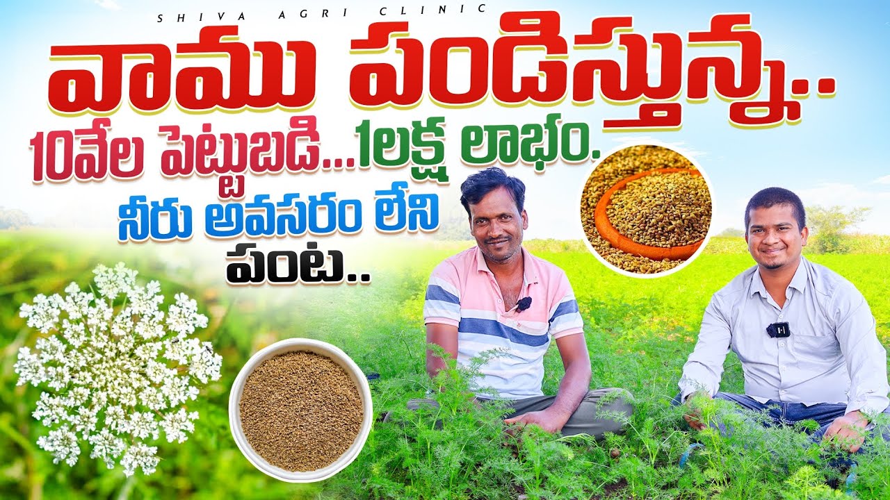 ఎకరా వాము పండిస్తున్న | Ajwain Cultivation In Telugu | Vama Sagu | Spices Farming | Shiva AgriClinic