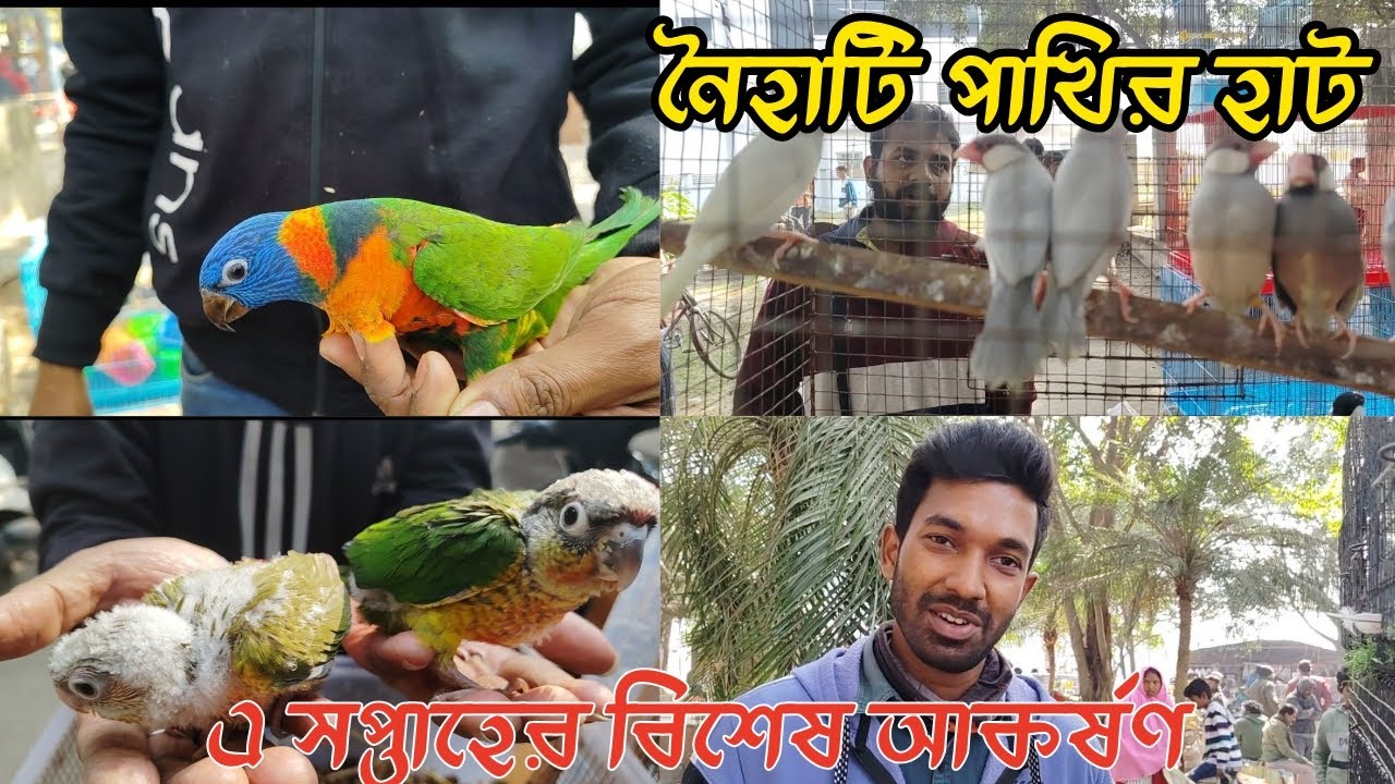 নৈহাটি পেটস্ মার্কেট🙂Exotic bird price in Naihati bird market#birdslovers#pets#youtubechannels