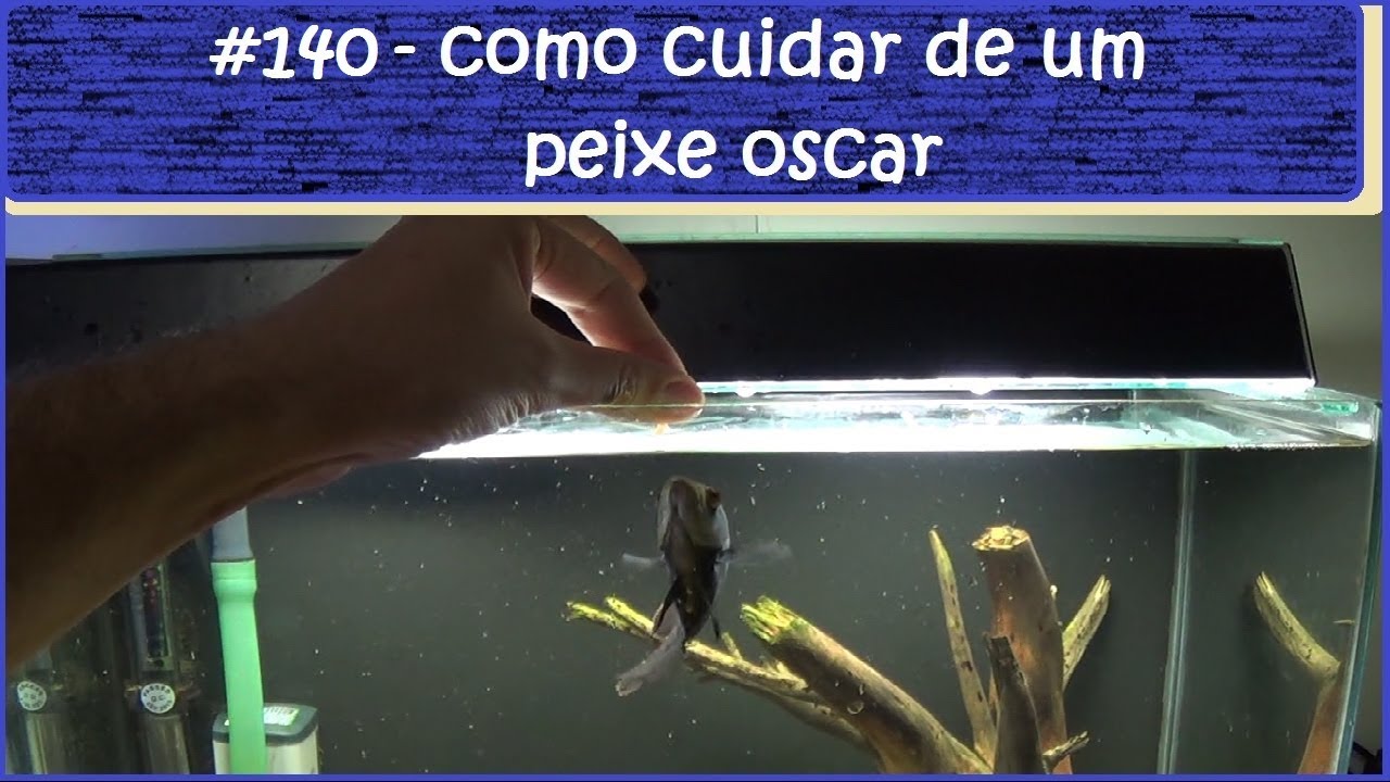 Como cuidar de um peixe oscar