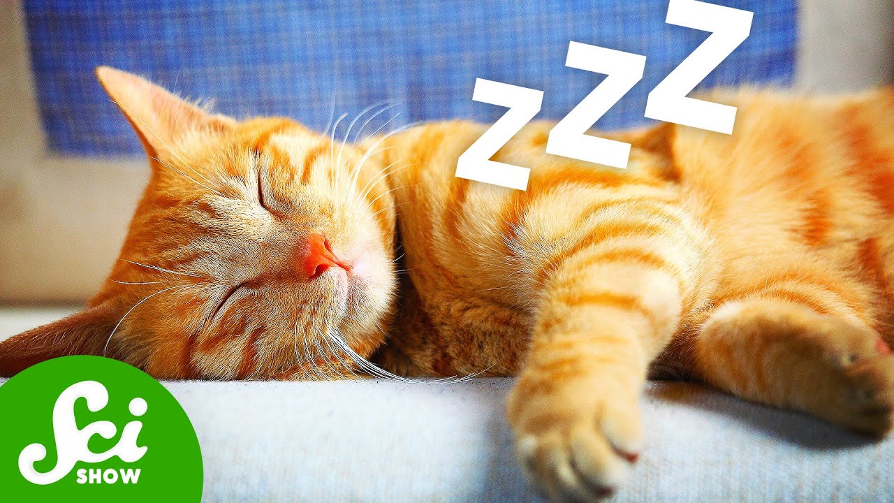 What's Your Cat Dreaming About?