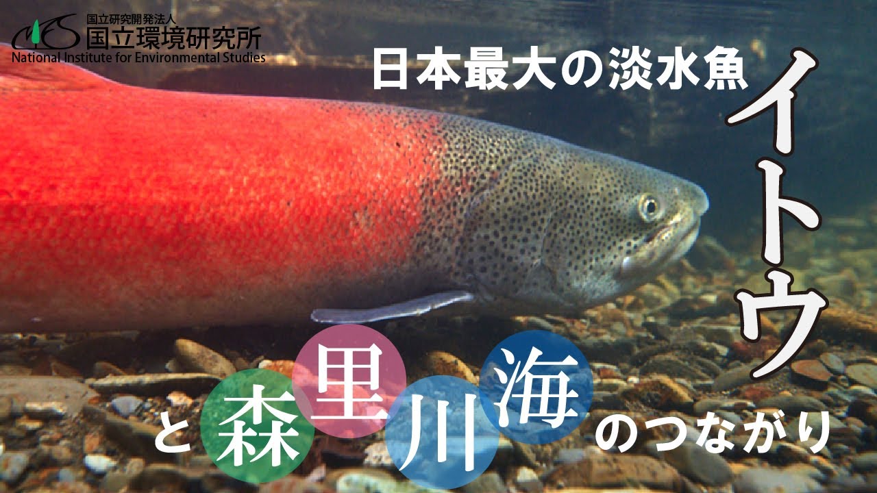 【夏の大公開2021】絶滅危惧種イトウと共存するには