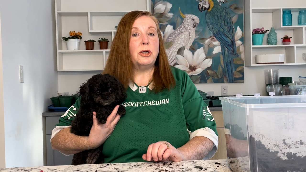 How to Grow Coleus from Seeds! It really works!