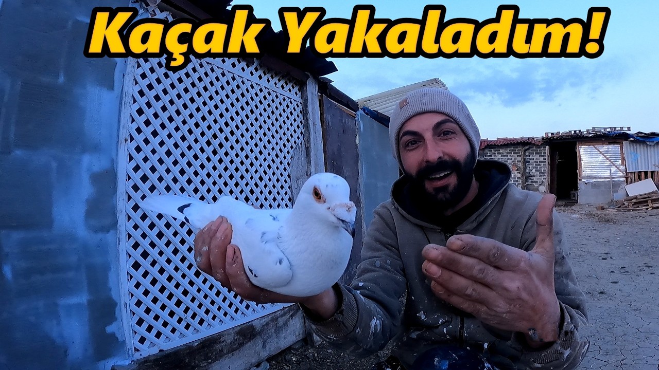 KAÇAK POSTA GELDİ-SAHİBİNİ ARADIM!-KEÇİLERİN SON DURUMU-/#tavuk #çiftlik #güvercin #keçi