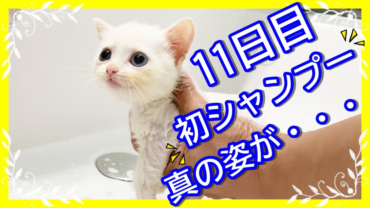 初めてシャンプーされる子猫。ついに真の姿が・・・