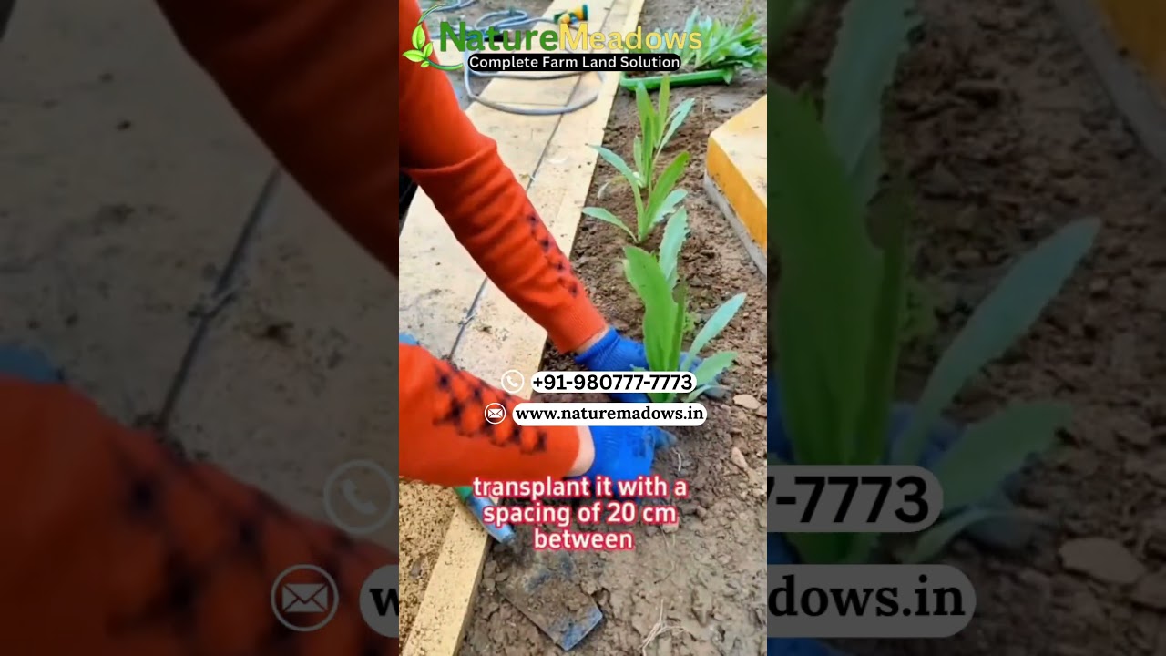 Agriculture Meets Innovation – Get the Best Farming Solutions