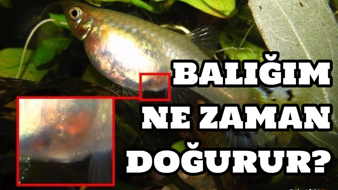 Hobihanem - Balığım Ne Zaman Doğurur?