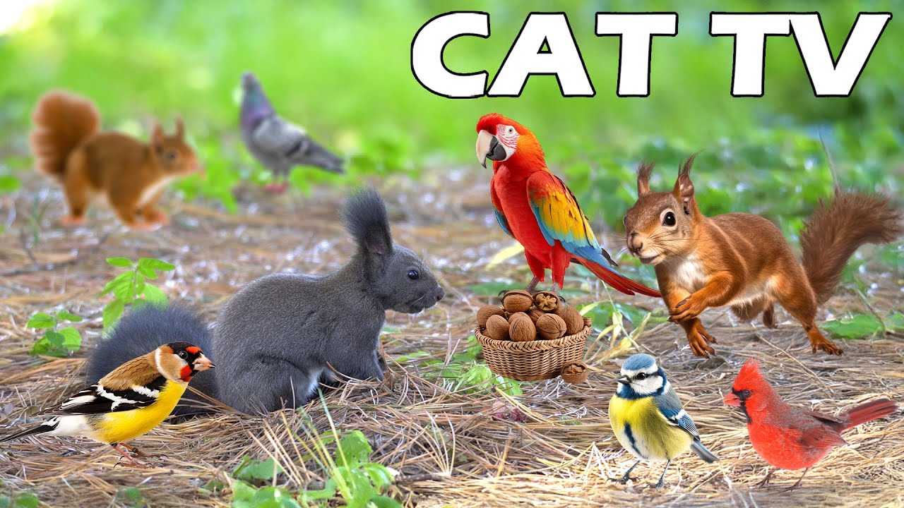СПЕЦИАЛЬНЫЙ ТЕЛЕВИЗОР ДЛЯ ЖИВОТНЫХ ДЛЯ РАССЛАБЛЕНИЯ 😻📺 Расслабьтесь этой весной с друзьями-белкам...