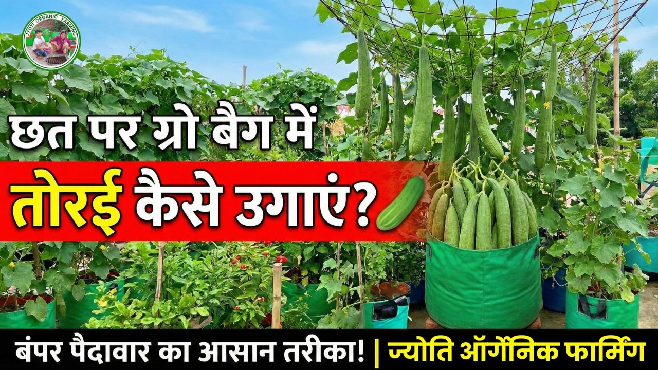 छत पर Grow Bag में तोरई कैसे उगाएं? 🥒 How to Grow Ridge Gourd at Home | 100% Organic