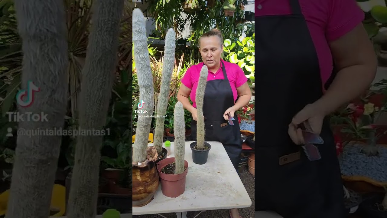 como fazemos mudas do cacto cabeça de velho 🌵🌵🌵