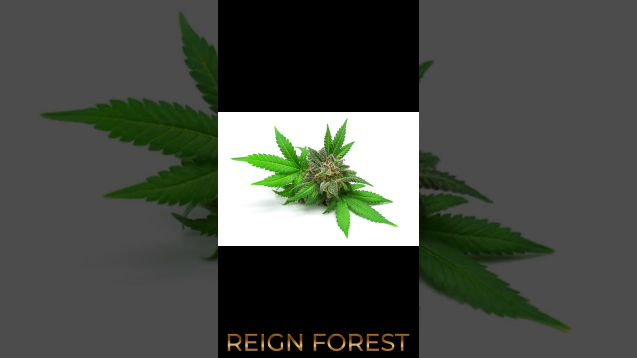 How to Choose the Perfect Cannabis Strain: Your Ultimate Guide to THC, CBD, and 1:1 Strains!