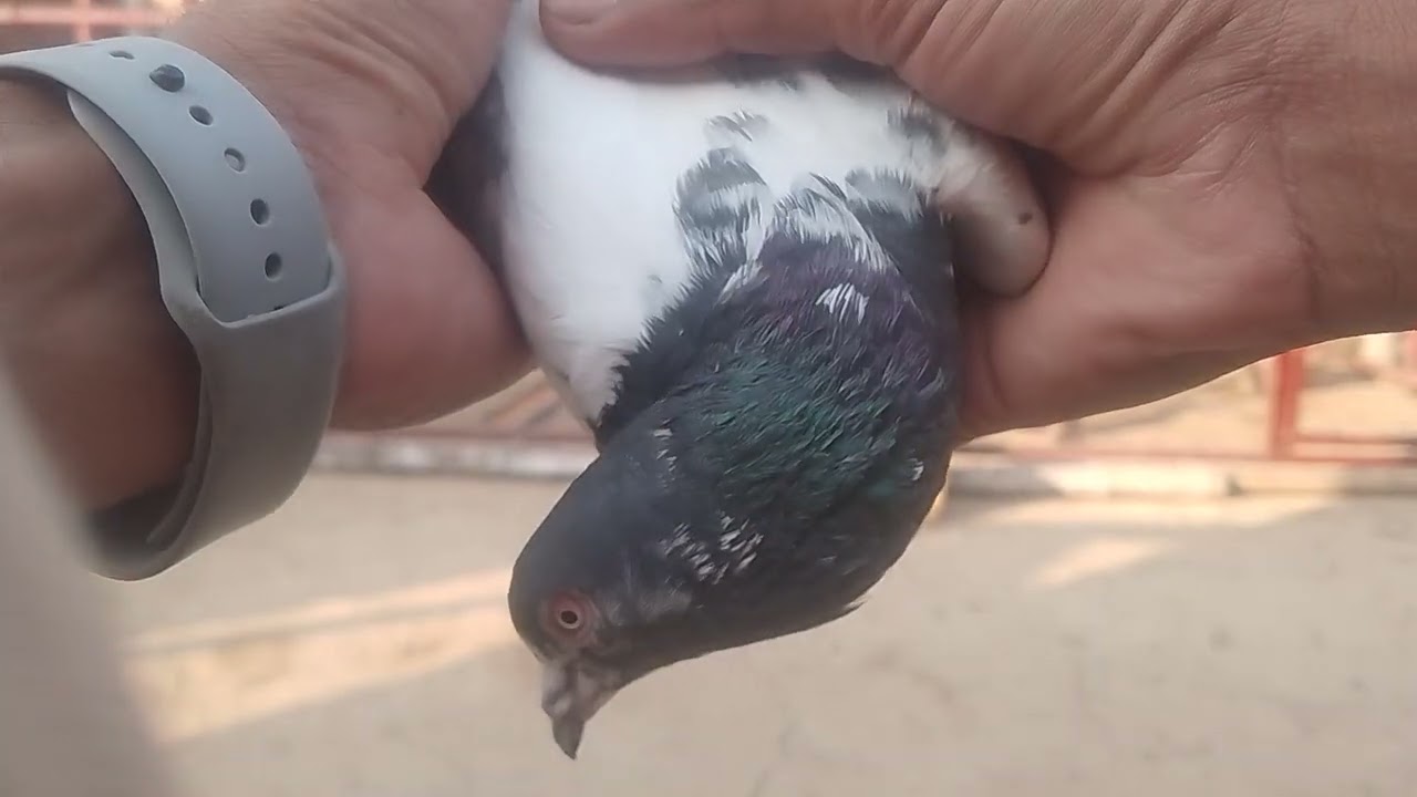Gift mily pigeons ka shook// Ghazi pigeons club 