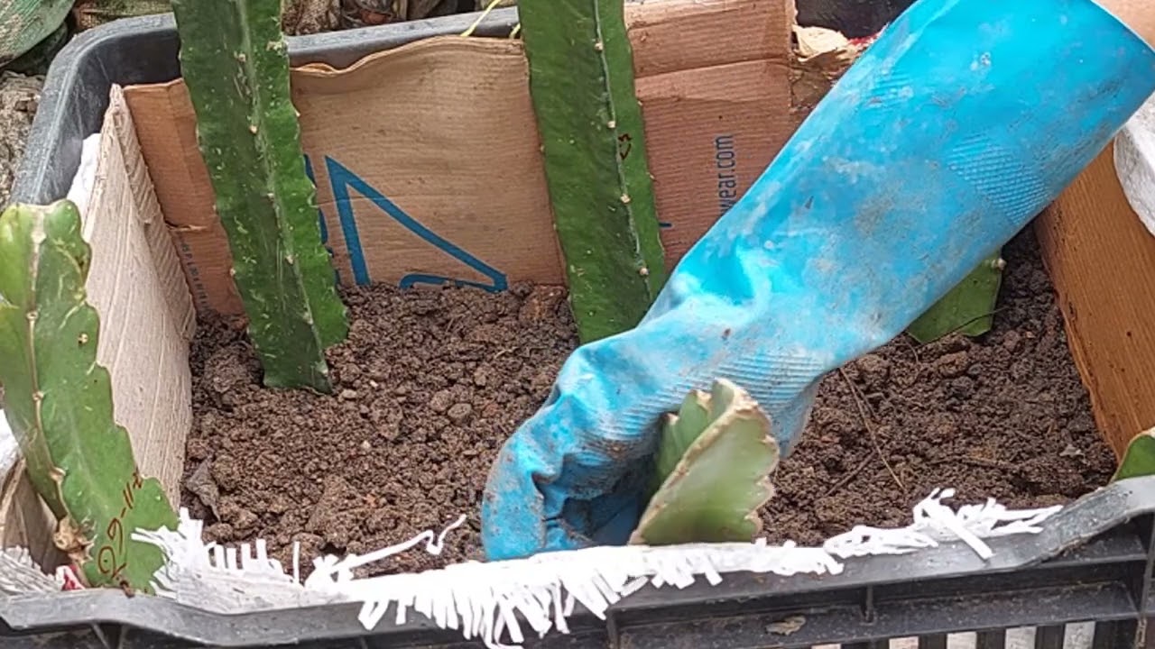 টবে ড্রাগন এর চারা রোপন পদ্ধতি, How to grow Dragon Fruit, Dragon Fruit Growing method, Dragon Fruit,