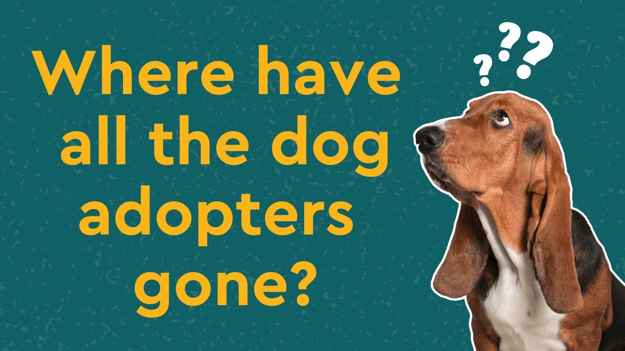 Where have all the dog adopters gone? Part 1