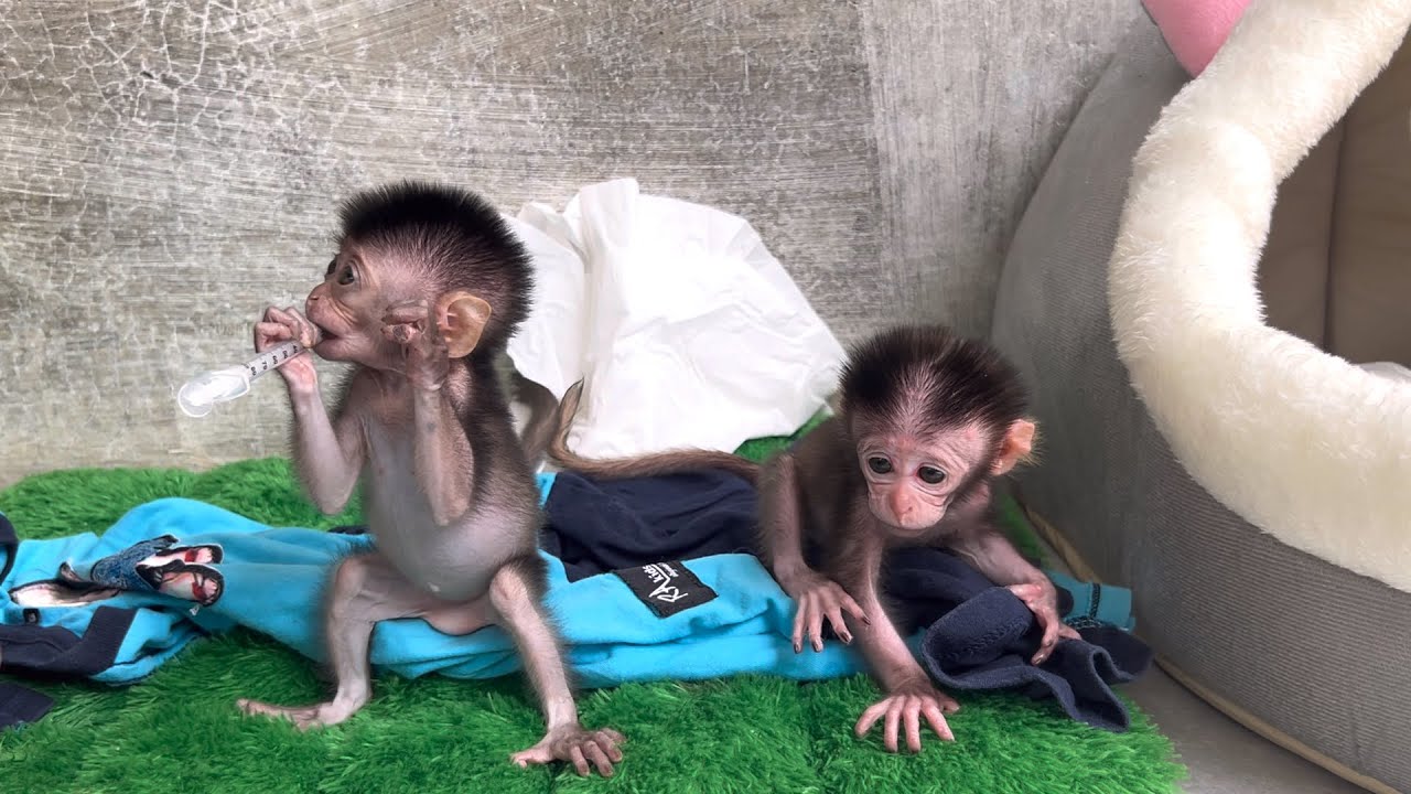 Wili and Wini are active with each other, Robin and Laura start swimming in the pool